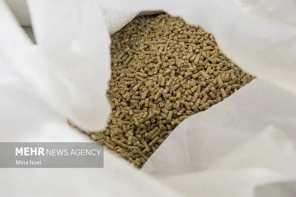 چرا تأمین نهاده‌ها، نفس دامداری ایلام را به شماره انداخته است؟