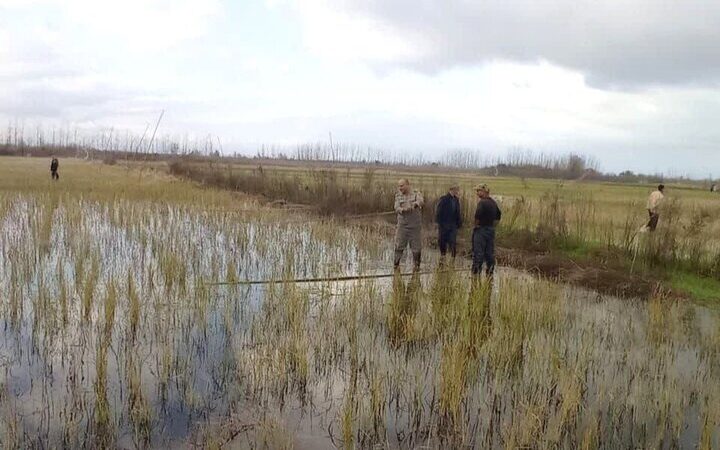 جمع‌آوری ۴۲ رشته دام هوایی در گیلان؛ شکار پرندگان وحشی رسماً ممنوع شد!