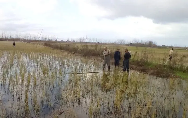 جمع‌آوری ۴۲ رشته دام هوایی در گیلان؛ شکار پرندگان وحشی رسماً ممنوع شد!