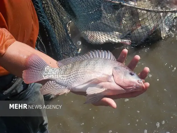 مخالفت شدید محیط‌زیست اصفهان با پرورش تیلاپیا: اکوسیستم در خطر جدی است!