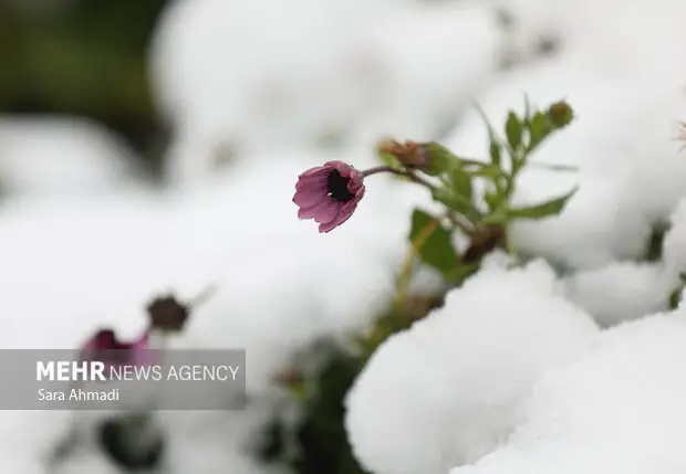 برف سنگین در کنگ؛ مردم در حیرت و راه‌ها مسدود شد!
