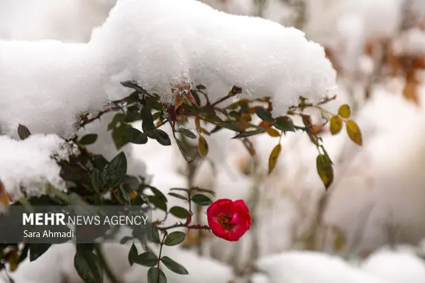 چرا اصفهان این روزها سفیدپوش شده است؟ راز پشت این تحول جالب چیست؟