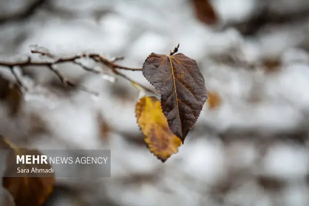 بارش بی‌سابقه برف در تربت جام؛ زندگی مردم زیر پوشش سفید زمستانی فرو رفت!