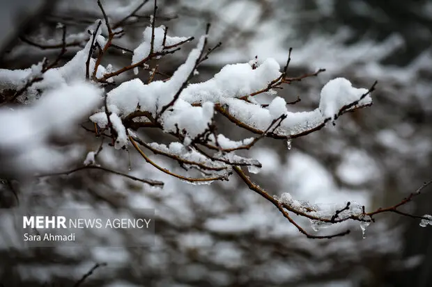 برف سنگین کاخک گناباد را سفیدپوش کرد؛ طبیعتی جادویی به یادماندنی!