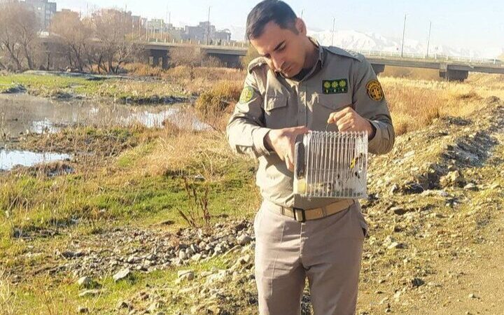 نجات سه سهره گرفتار در دام شکارچیان؛ رهاسازی دلگرم‌کننده در سقز