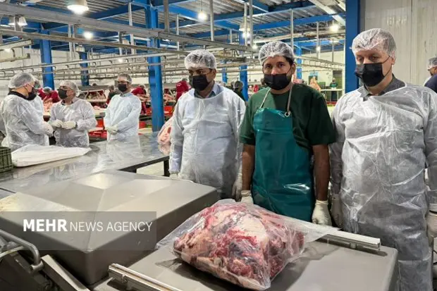 سیستان و بلوچستان؛ قلب تپنده تأمین گوشت قرمز کشور در کشتارگاه‌های راسک