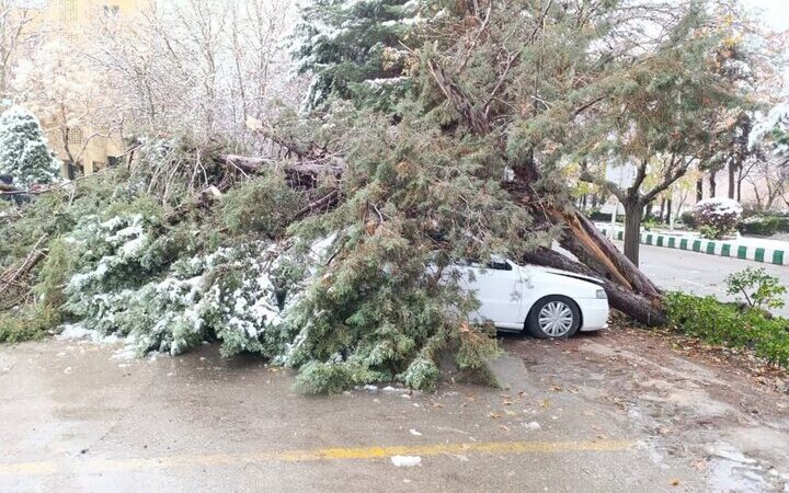 سقوط درخت ۲۰ متری بر روی سمند در بلوار باهنر مشهد؛ لحظاتی پرتنش در محل حادثه!