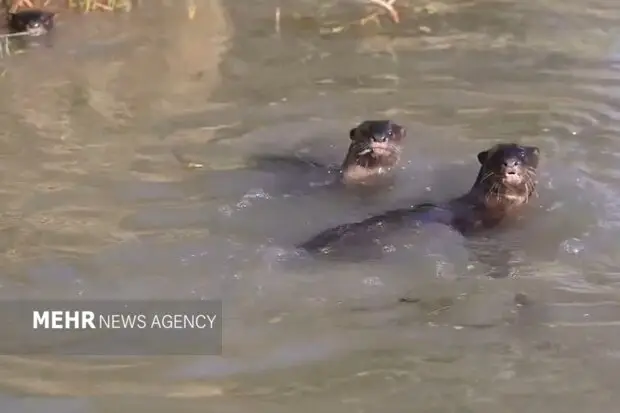 آب تنی سمورها در هورالعظیم