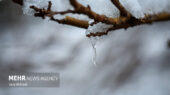 بارش بی‌سابقه برف و باران در آخرین روزهای پاییز؛ شمارش جوجه‌های زمستانی آغاز شد!
