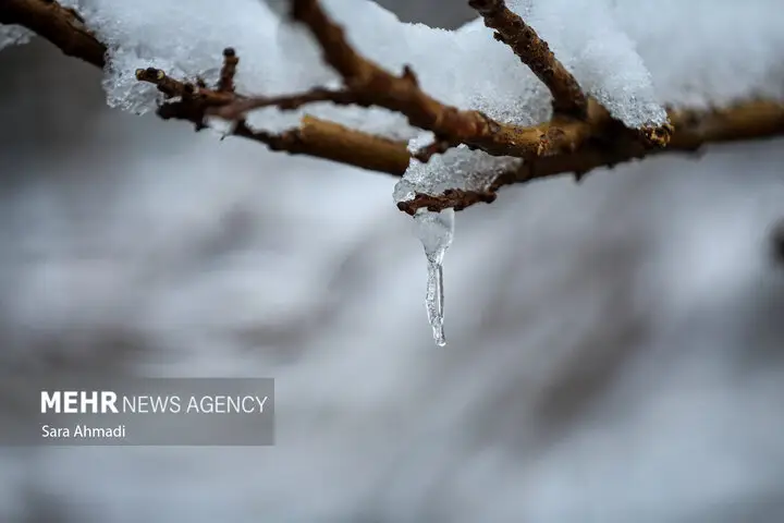 بارش بی‌سابقه برف و باران در آخرین روزهای پاییز؛ شمارش جوجه‌های زمستانی آغاز شد!