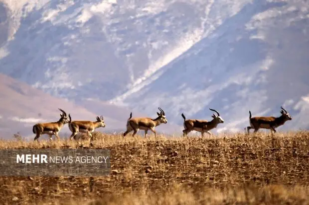حسن رباط میمه؛ دروازه‌ای جذاب که گردشگران را به قلب پارک ملی موته می‌کشاند!