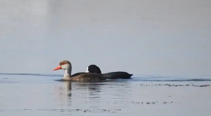 تالاب‌های حسنلو؛ شاهکار طبیعت و تاریخ کهن که گردشگران را شگفت‌زده می‌کند!