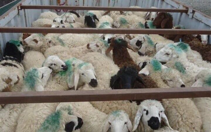 شناسایی و توقیف ۶۹ رأس دام قاچاق در عملیات ضربتی ثلاث باباجانی