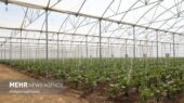 ۴۰ هکتار گلخانه فعال در مرند؛ تولید ۱۲ هزار تن محصول با مصرف حداقلی آب