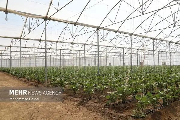 ۴۰ هکتار گلخانه فعال در مرند؛ تولید ۱۲ هزار تن محصول با مصرف حداقلی آب