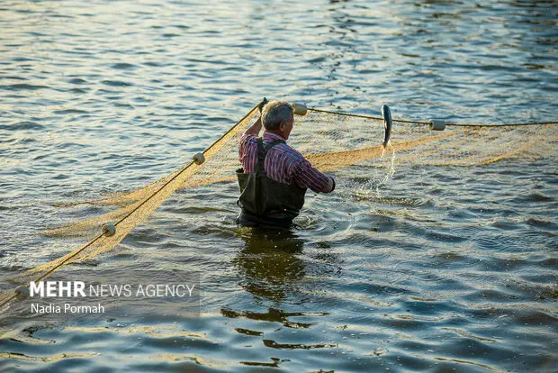 ایران به فناوری اصلاح نژاد ماهی آزاد کاسپین دست یافت؛ تولید نخستین ۲۰ تن آغاز شد!