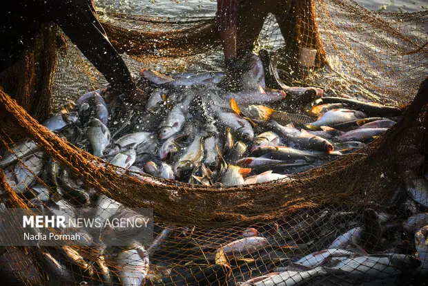 جهش کم‌سابقه صید ماهی در گلستان؛ افزایش ۳۸۸ درصدی در فصل صید امسال