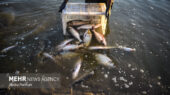 خوزستان با تولید ۷۵ هزار تن ماهیان گرمابی، در جایگاه دوم کشور ایستاد!