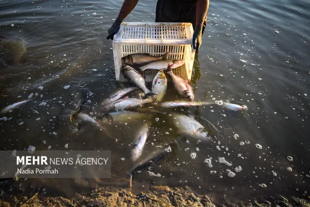 خوزستان با تولید ۷۵ هزار تن ماهیان گرمابی، در جایگاه دوم کشور ایستاد!