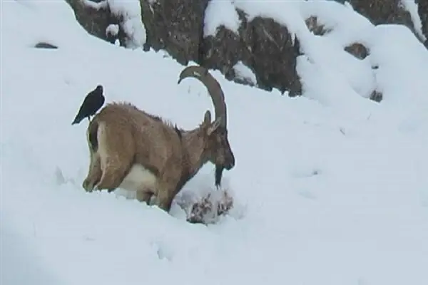 هشدار محیط زیست: غذادهی به حیات‌وحش در روزهای برفی جان حیوانات را به خطر می‌اندازد!