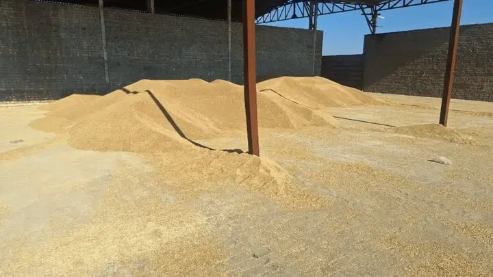 کشف حیرت‌انگیز ۳۰ تُن جو قاچاق در قم؛ پشت پرده این محموله چیست؟