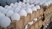 چگونه تخم‌مرغ ناگهان قدرت خرید شما را کوچک کرد؟