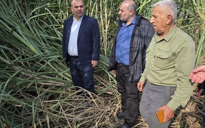 لنگرود چگونه با ۷ هکتار نیشکر، به آینده‌ای سبز و صنعتی چشم دوخته است؟