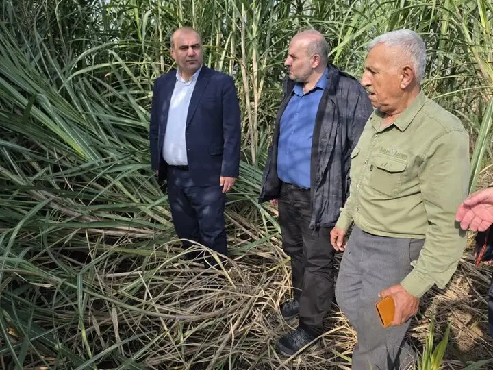 لنگرود چگونه با ۷ هکتار نیشکر، به آینده‌ای سبز و صنعتی چشم دوخته است؟