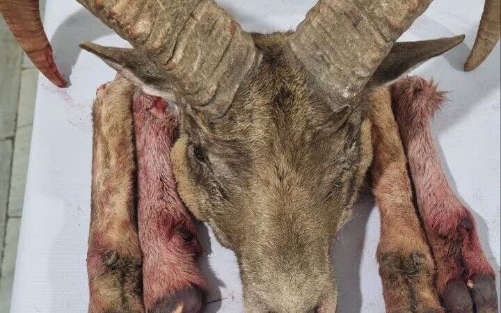 شکارچیان متخلف در شاهرود دستگیر شدند؛ لاشه گوسفند وحشی کشف شد