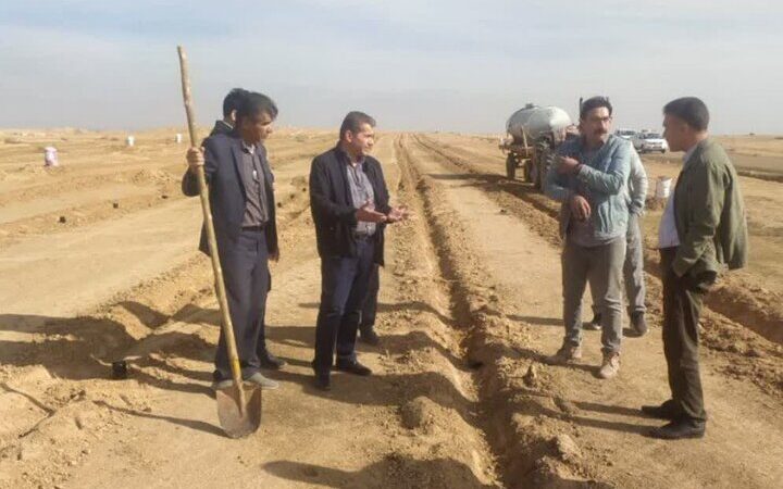 کاشت نخستین محصول کاپاریس در دهلران؛ راهکاری نوین برای مقابله با بیابان‌زایی