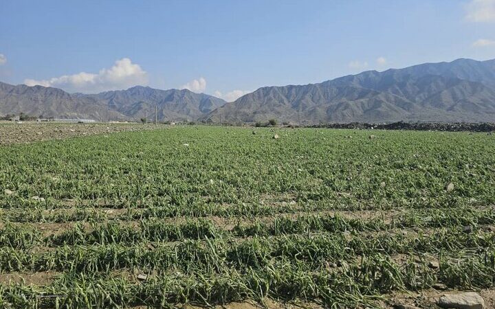 سیلاب سهمگین هرمزگان؛ ۶ هزار هکتار مزارع زیر آب و خسارتی بی‌سابقه به کشاورزی!