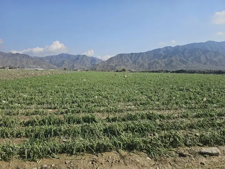 سیلاب سهمگین هرمزگان؛ ۶ هزار هکتار مزارع زیر آب و خسارتی بی‌سابقه به کشاورزی!