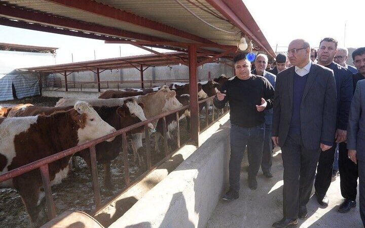 استاندار کرمانشاه از واحد پرورش دام سنگین نجف‌آباد بازدید کرد؛ راز موفقیت تولید شیر و گوشت در دل فیروزآباد