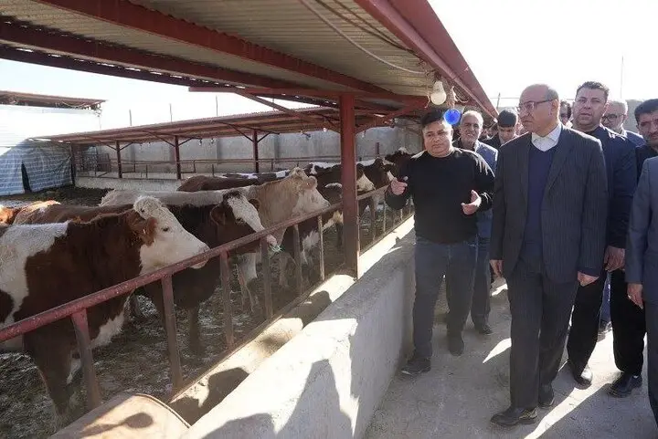استاندار کرمانشاه از واحد پرورش دام سنگین نجف‌آباد بازدید کرد؛ راز موفقیت تولید شیر و گوشت در دل فیروزآباد