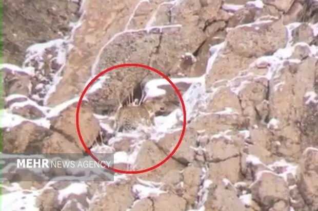 تصویر نادر پلنگ ایرانی در ارتفاعات پارک ملی لار ثبت شد؛ شاهد حیات وحش زنده و پویا باشید!