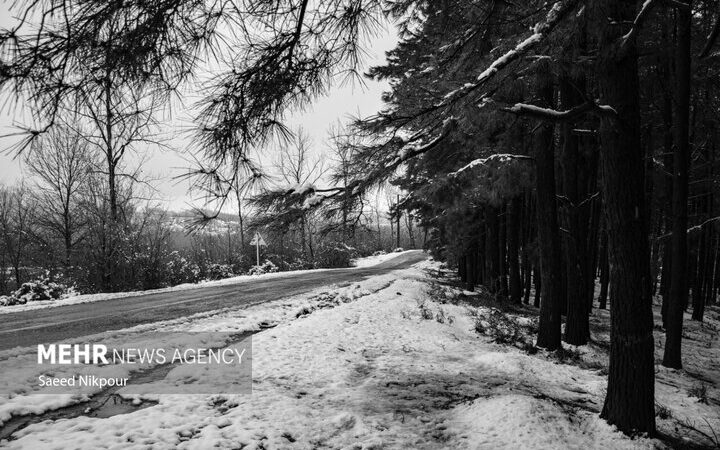 بارش برف در گردنه الماس؛ مسیرها سفیدپوش و تردد دشوار شد!
