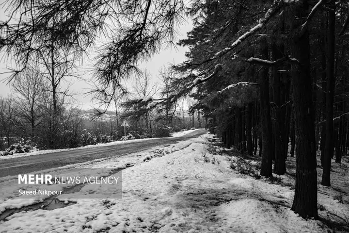 بارش برف در گردنه الماس؛ مسیرها سفیدپوش و تردد دشوار شد!