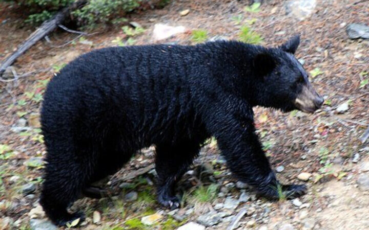 حمله وحشتناک خرس سیاه به دام‌های روستایی رودان؛ چند رأس گوسفند و بز قربانی شدند!