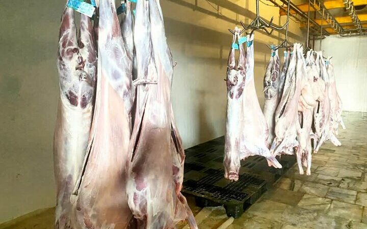 رئیس دامپزشکی کنگان: تامین گوشت فقط از کشتارگاه‌های مجاز، سلامت خانواده‌ها تضمینی شد!