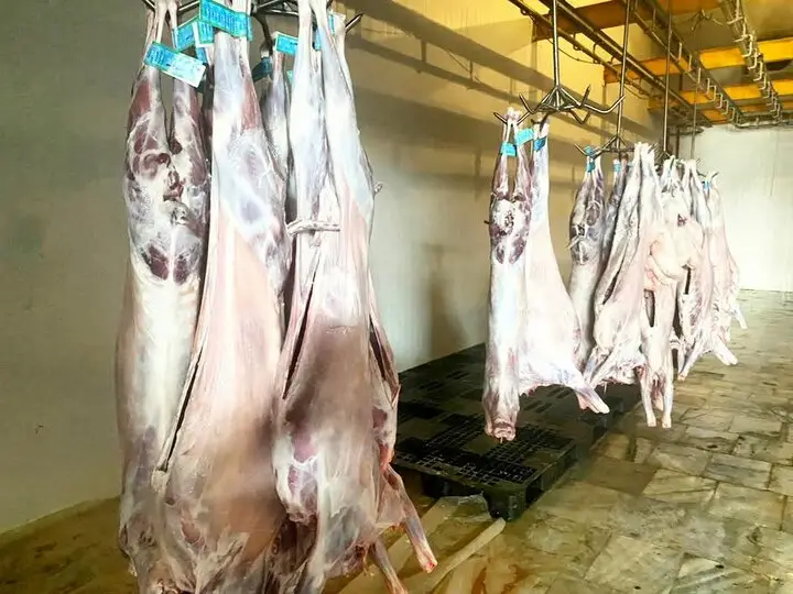 رئیس دامپزشکی کنگان: تامین گوشت فقط از کشتارگاه‌های مجاز، سلامت خانواده‌ها تضمینی شد!