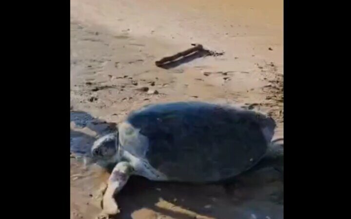 نجات معجزه‌آسای لاک‌پشت غول‌پیکر در سواحل بوشهر که همه را شگفت‌زده کرد!