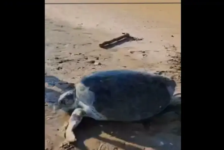 نجات معجزه‌آسای لاک‌پشت غول‌پیکر در سواحل بوشهر که همه را شگفت‌زده کرد!