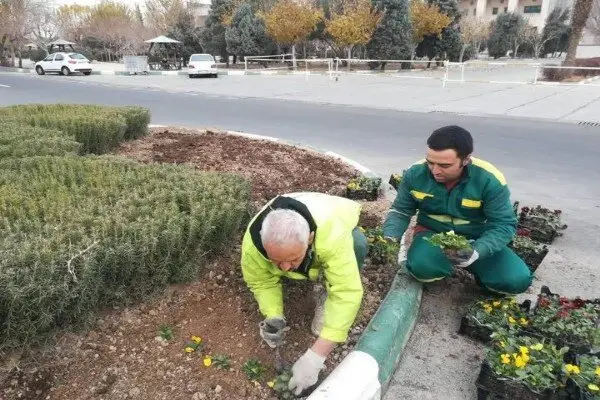کاشت ۱۲۶ هزار بوته گل زمستانی در بهشت زهرا؛ زمستانی متفاوت و روح‌نواز در آرامستان تهران