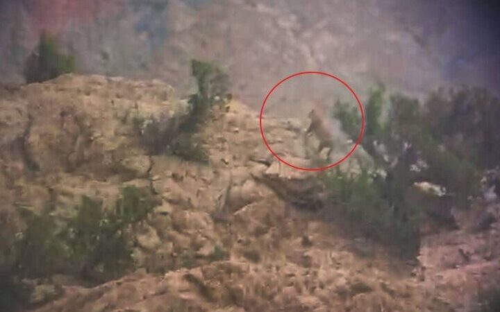 شکار لحظه نادر دیدار پلنگ ایرانی در دل جنگل‌های طارم!