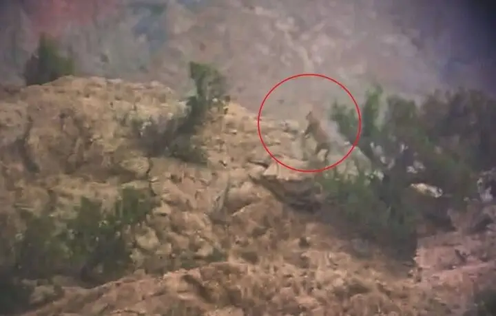 شکار لحظه نادر دیدار پلنگ ایرانی در دل جنگل‌های طارم!