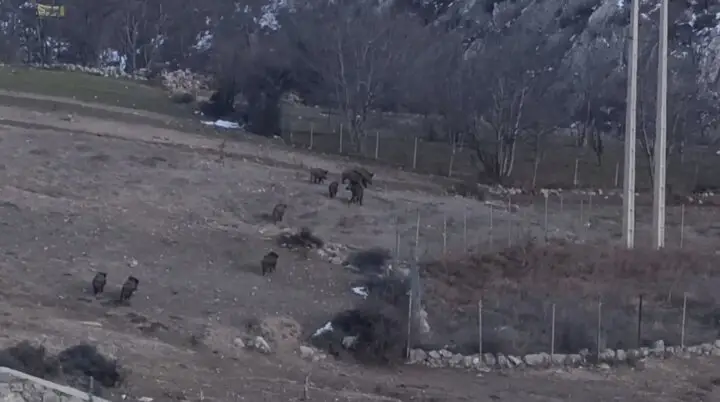 گله گرازهای وحشی در پناهگاه حفاظت‌شده پرور