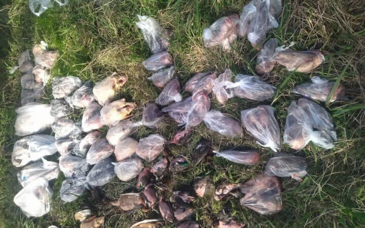 لاشه ۹۴ پرنده مهاجر از منزل مسکونی در فریدونکنار کشف شد