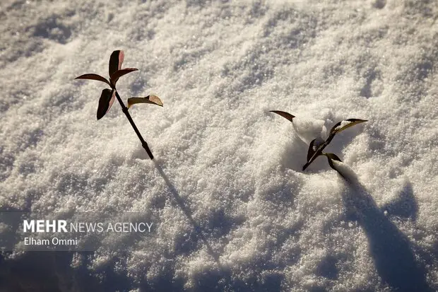 برف زمستانه در هزارجریب شرق مازندران