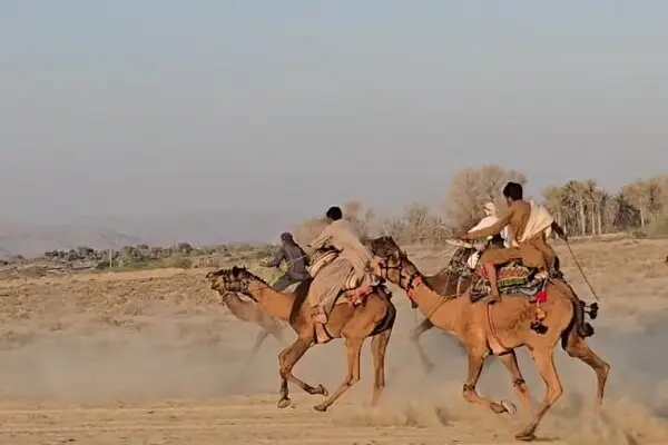 سیستان و بلوچستان میزبان؛ مسابقات شتردوانی قهرمانی کشور