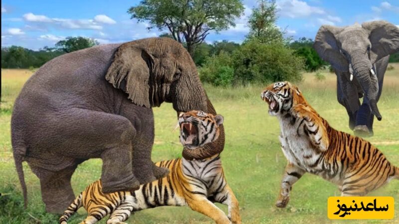 نبرد نادر فیل غول‌آسا در برابر ببر وحشی؛ راز بقا در دل جنگل شکارچیان!